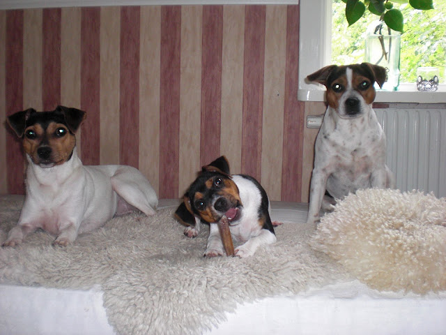Blanca, hundar, halsband aug 2010 173.jpg